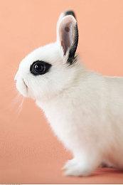 任天堂大乱斗制作人樱井政博最爱并非游戏而是开车